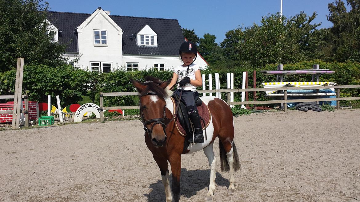 Pinto Joy Amira O'shar billede 5