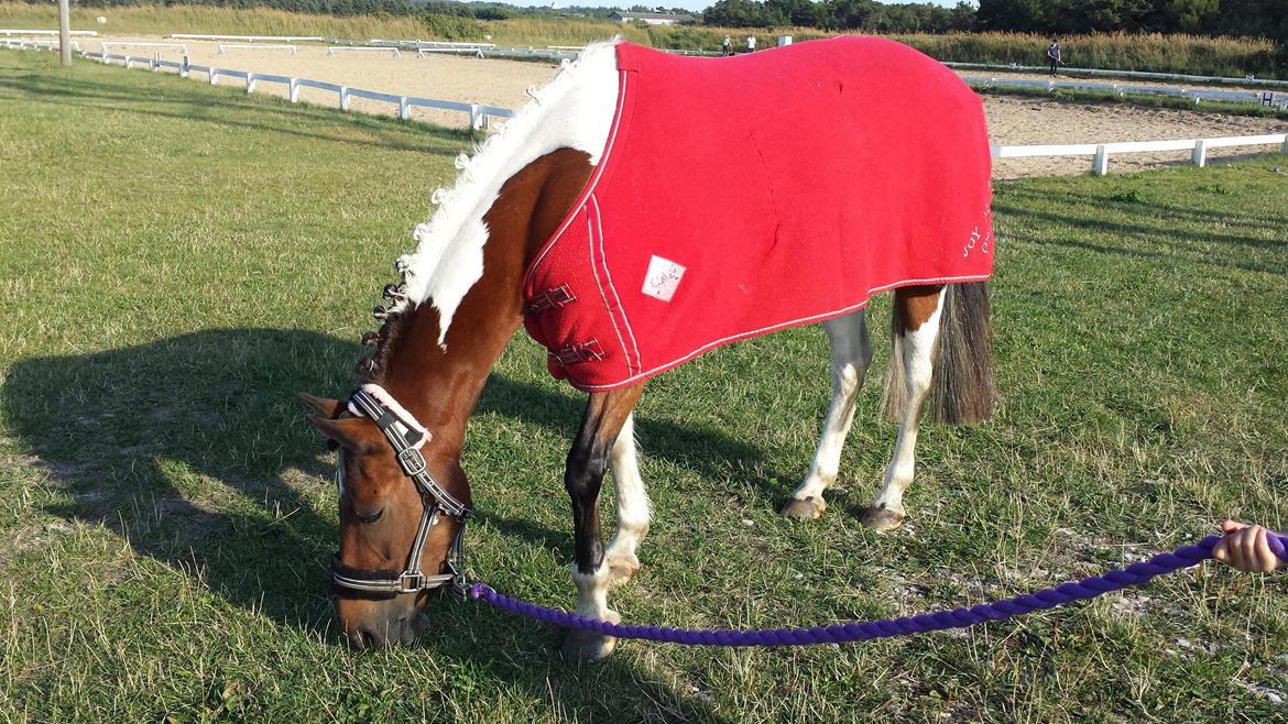 Pinto Joy Amira O'shar - Cindi er gjort klar til dressur stævne billede 7