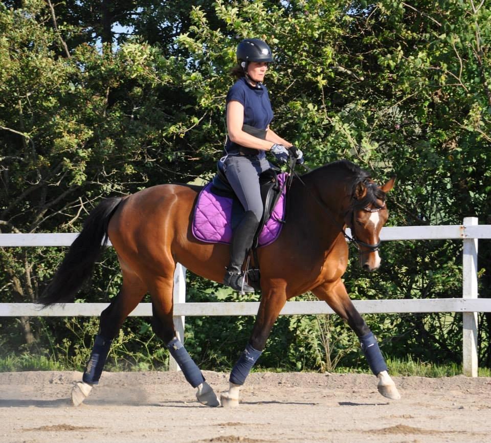 Pinto Egegaardens Kor'el billede 18