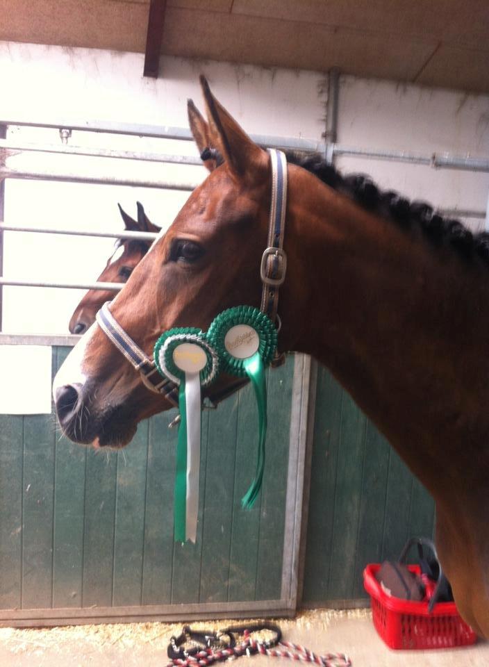 Pinto Egegaardens Kor'el billede 20