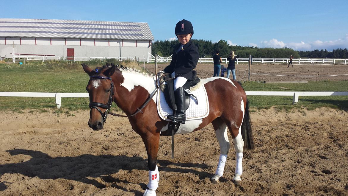 Pinto Joy Amira O'shar billede 8