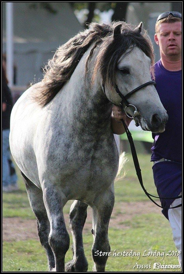 Fell pony Dalewin Mcfly - St. Hestedag 2013 billede 2