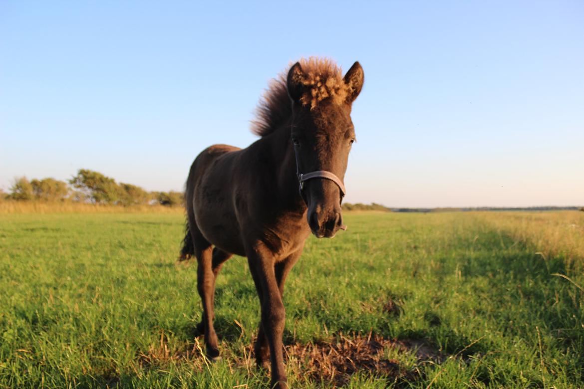 Islænder Eygló Fra Rørsgaard billede 14