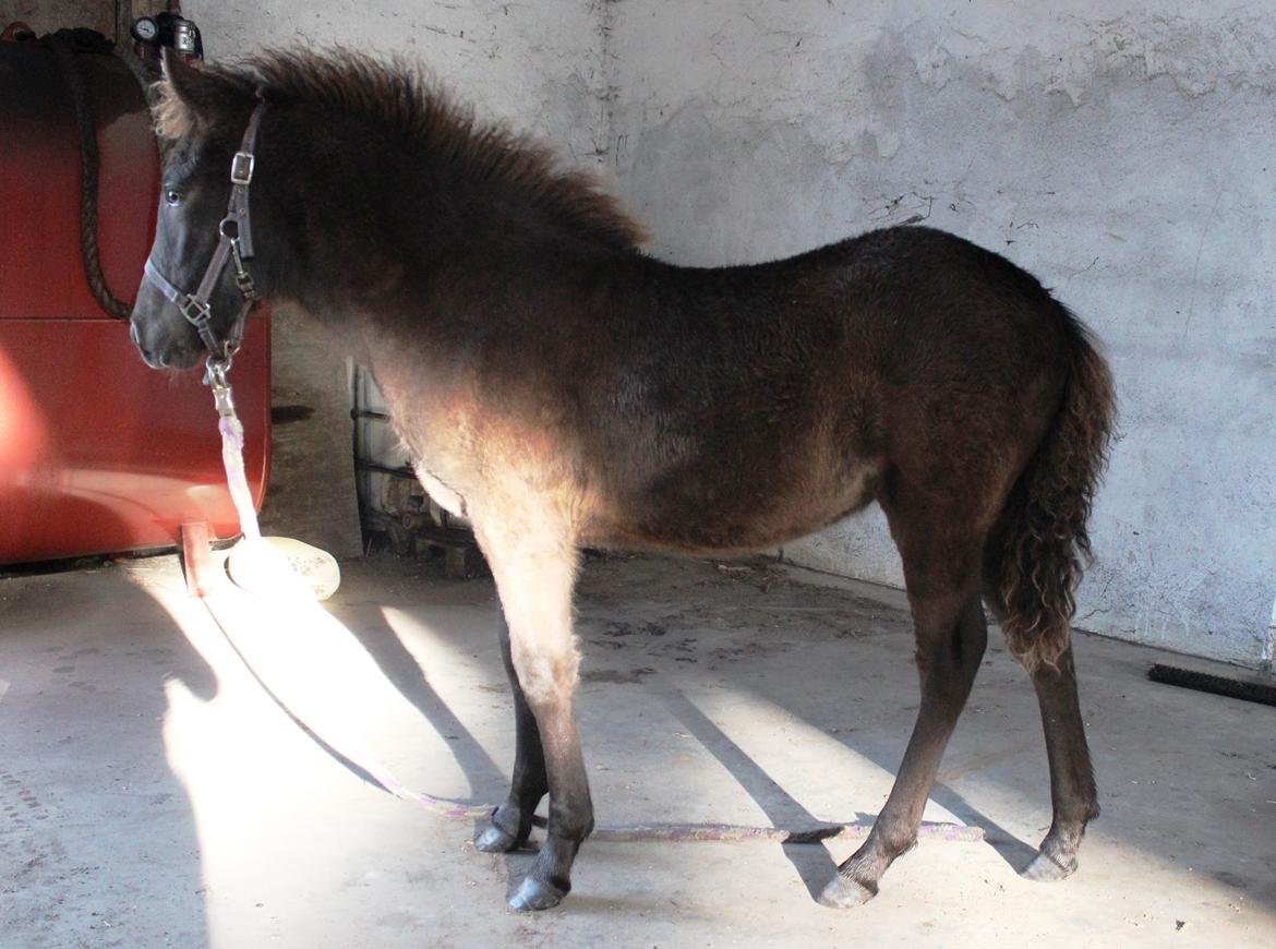 Islænder Eygló Fra Rørsgaard - Taget d. 10-09-2013 billede 15