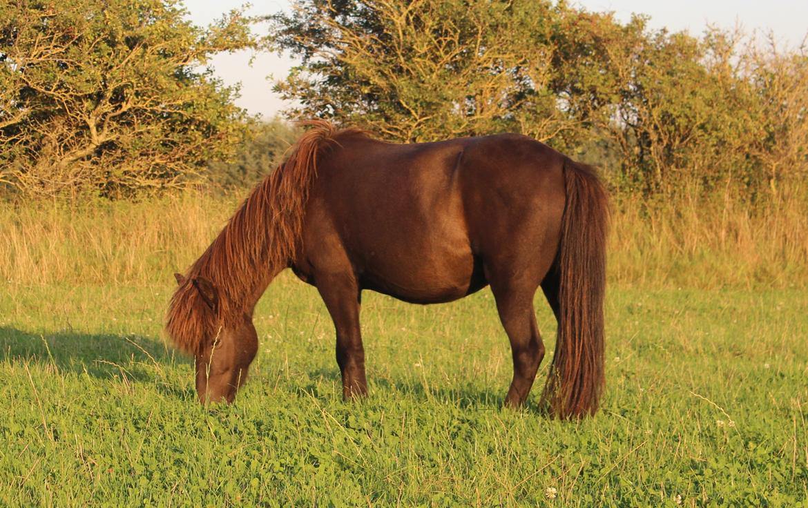 Islænder Ösp frá Ey I - Tykke mamma ;) billede 16