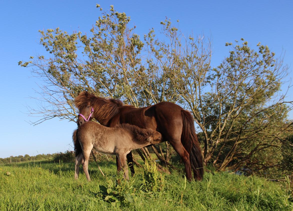 Islænder Ösp frá Ey I - Ösp og hendes hoppeføl Eygló fra 2013 billede 15
