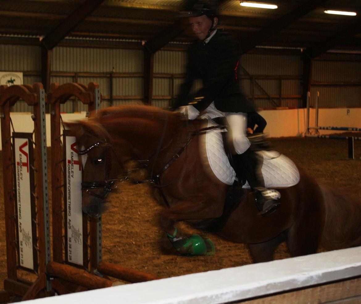 Welsh Partbred (Sec F) Valbjerggaard`s Casiopaia billede 11