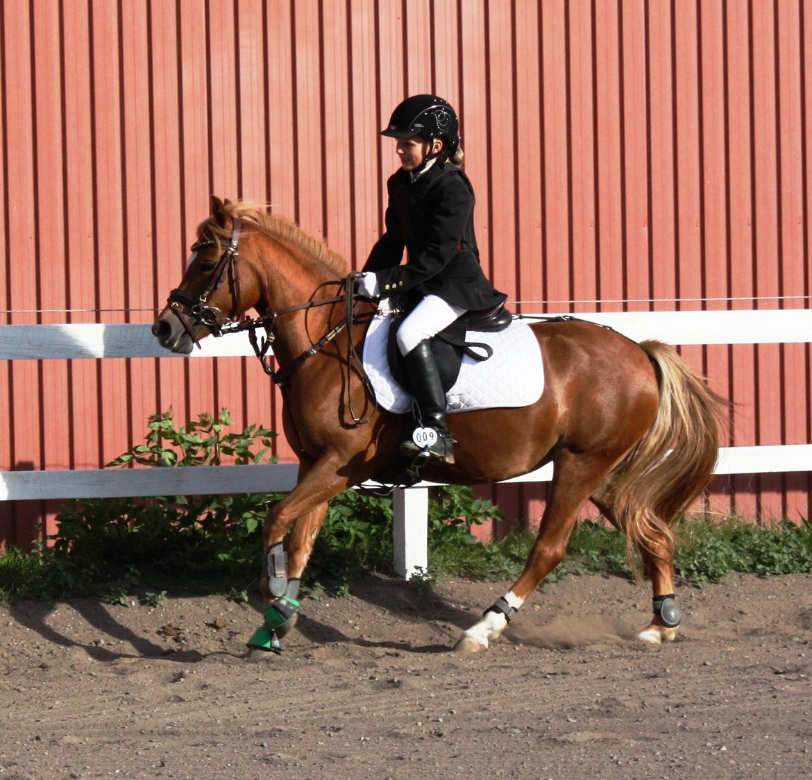 Welsh Partbred (Sec F) Valbjerggaard`s Casiopaia billede 6