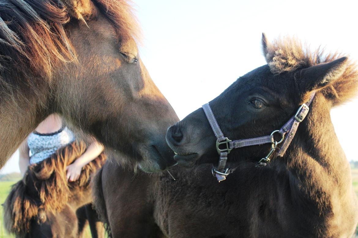 Islænder Eygló Fra Rørsgaard - Min lillesøsters Visna og lille Eygló mysser lige billede 16