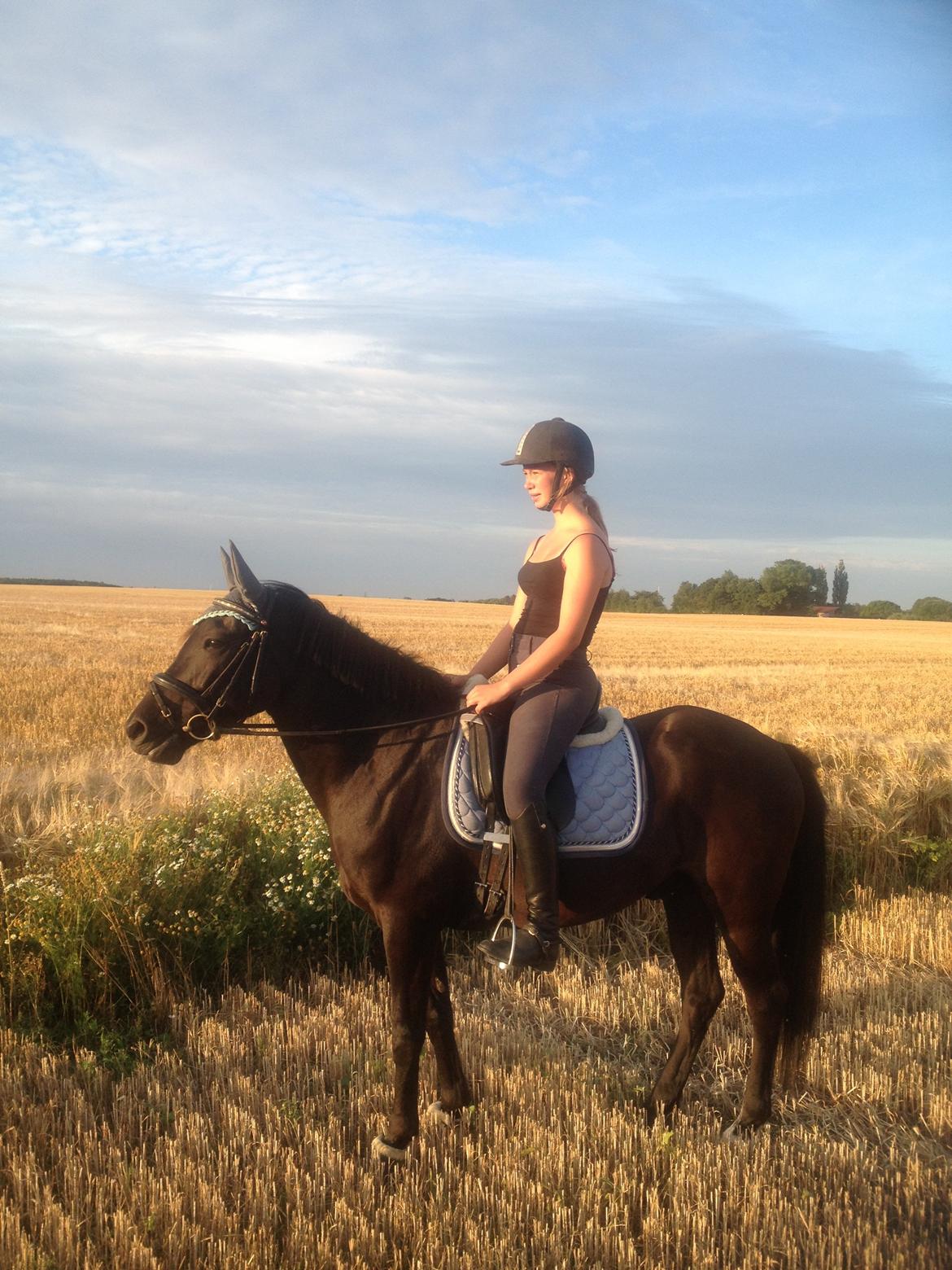 New Forest Calandias Avalanche (Caval) - Marktur.... :)
 billede 8