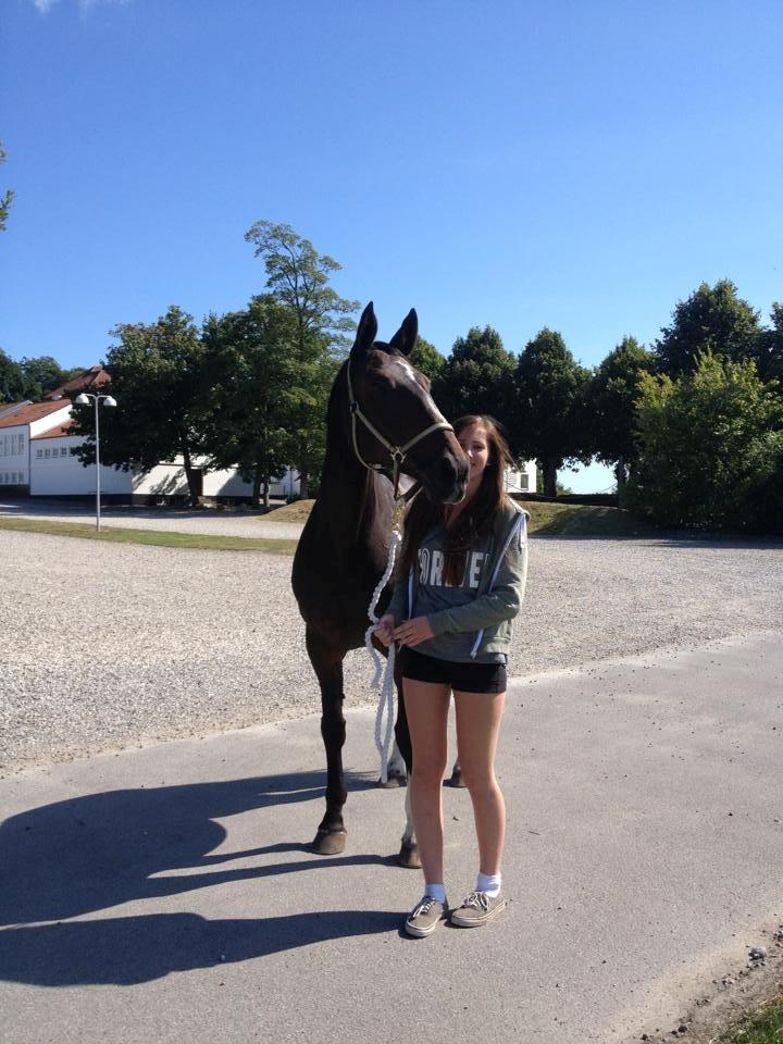 Hannoveraner Ramina - 25. august 2013, den dag jeg fik Ramse <3 billede 4