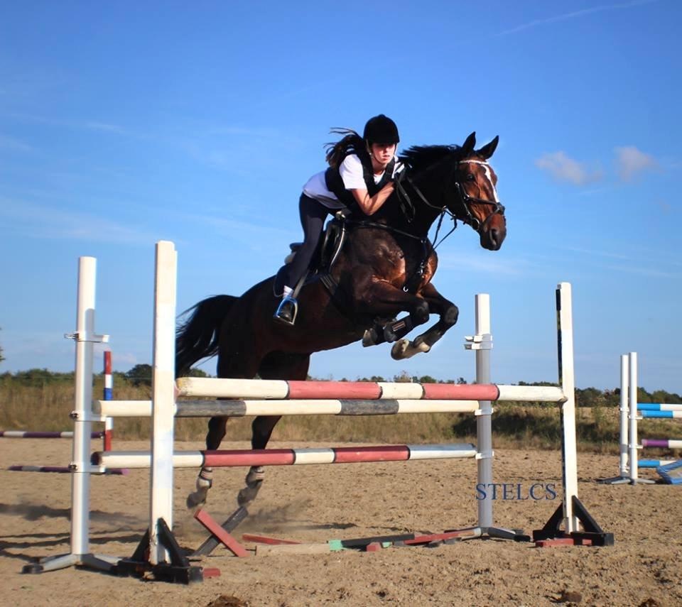 Hannoveraner Ramina - Træning næsten lige da jeg havde fået hende :) billede 3