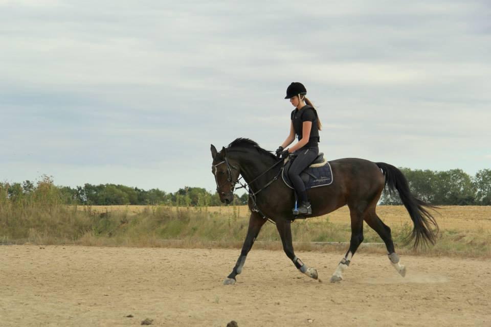 Hannoveraner Ramina - Baaaaaby billede 7