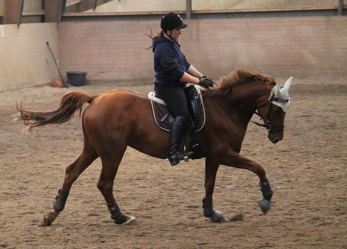 Hannoveraner Selena billede 25