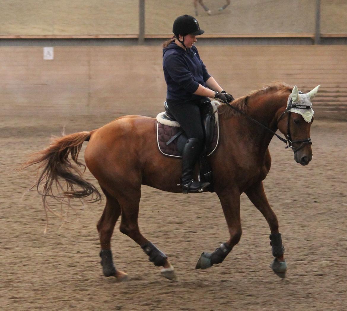 Hannoveraner Selena billede 20