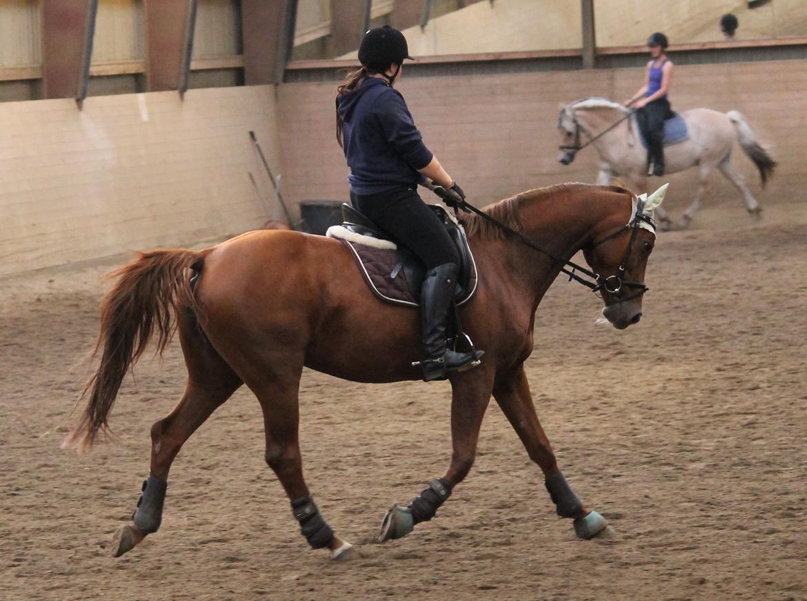 Hannoveraner Selena billede 28