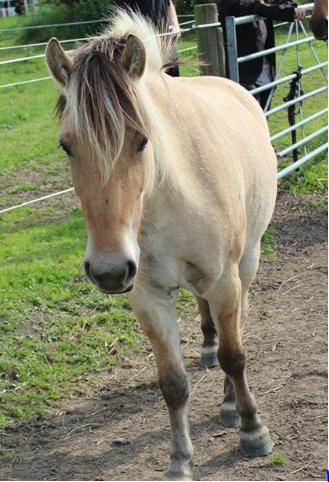 Fjordhest Bumara - Folden igen<3 billede 2