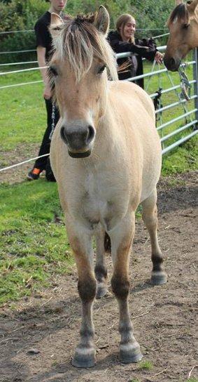 Fjordhest Bumara - Min prinsesse på folden<3 billede 1