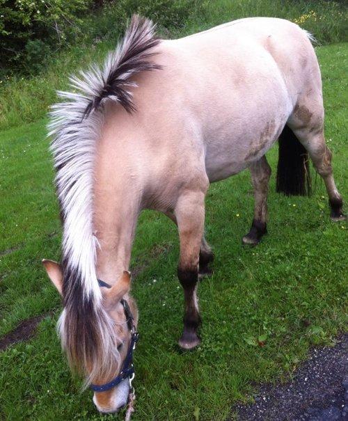 Fjordhest Bumara - På gå tur med ponpon<3 billede 3