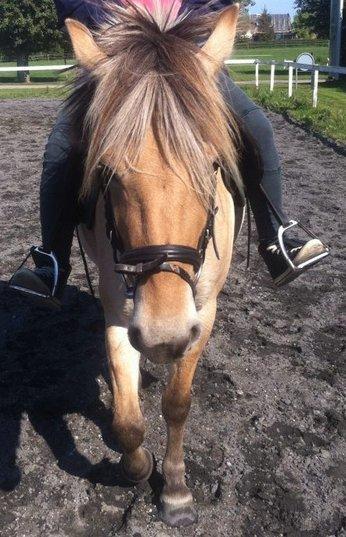 Fjordhest Bumara - <3<3 billede 5