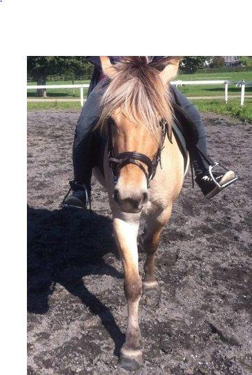 Fjordhest Bumara - Min prinsesse<3 billede 6