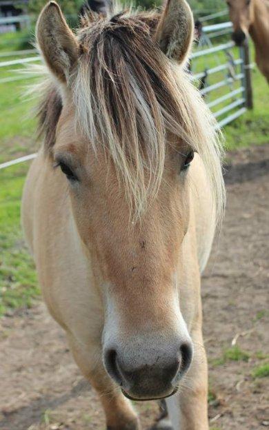 Fjordhest Bumara - og hyppen igen! billede 7