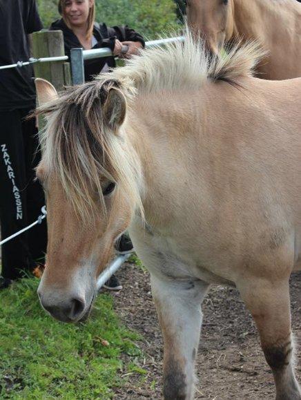 Fjordhest Bumara - <3<3 billede 8