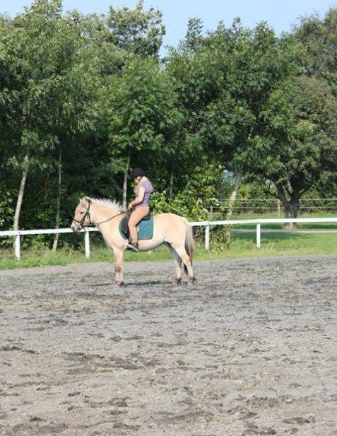 Fjordhest Bumara - Fremskridt<3 billede 9