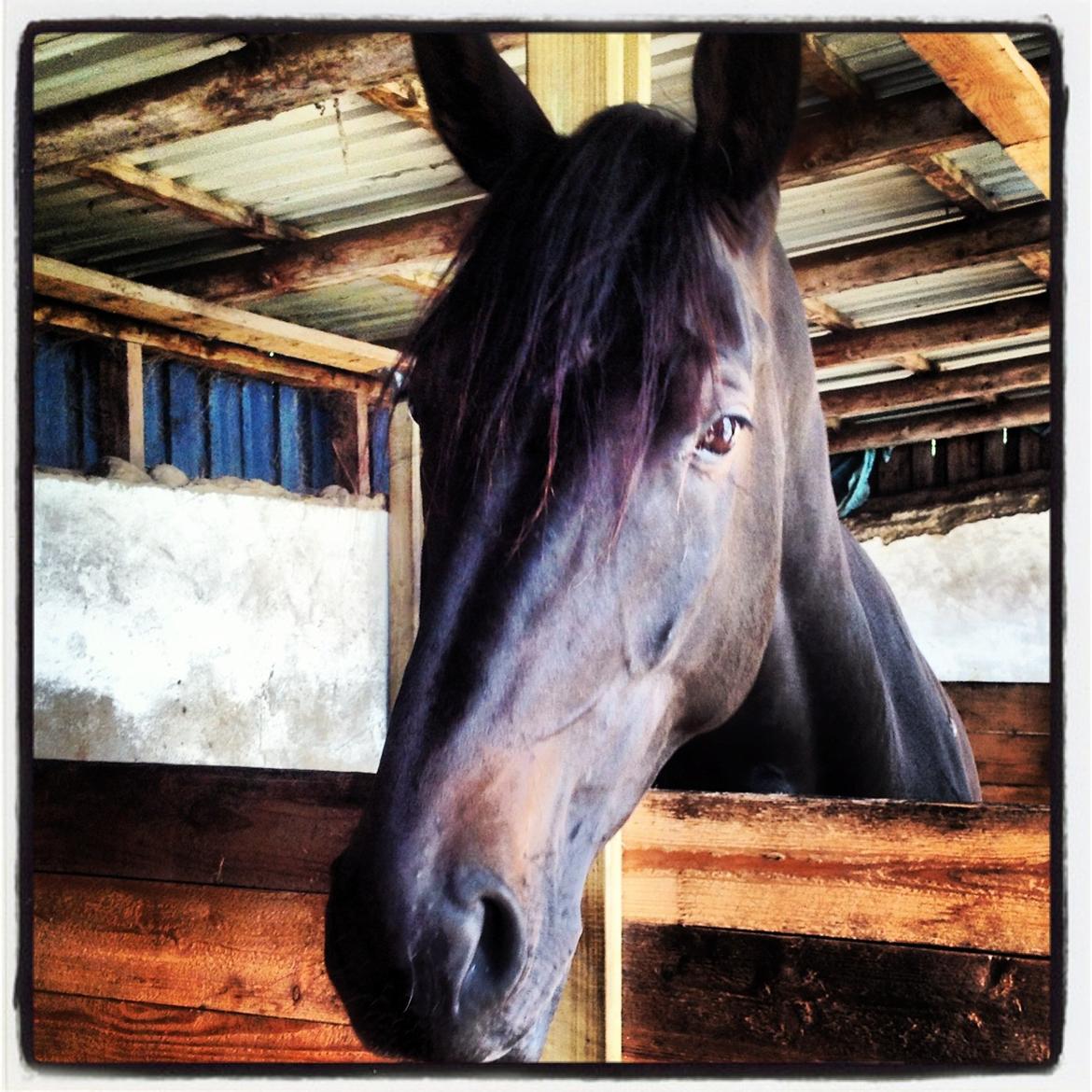 Dansk Varmblod Vixen - hej alle sammen billede 1