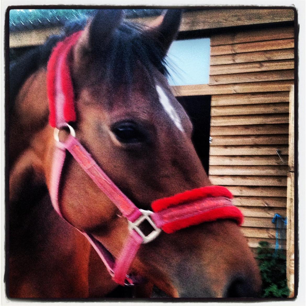 Fuldblod (XX) Dalia - Hej og velkommen til Dalia's profil billede 1