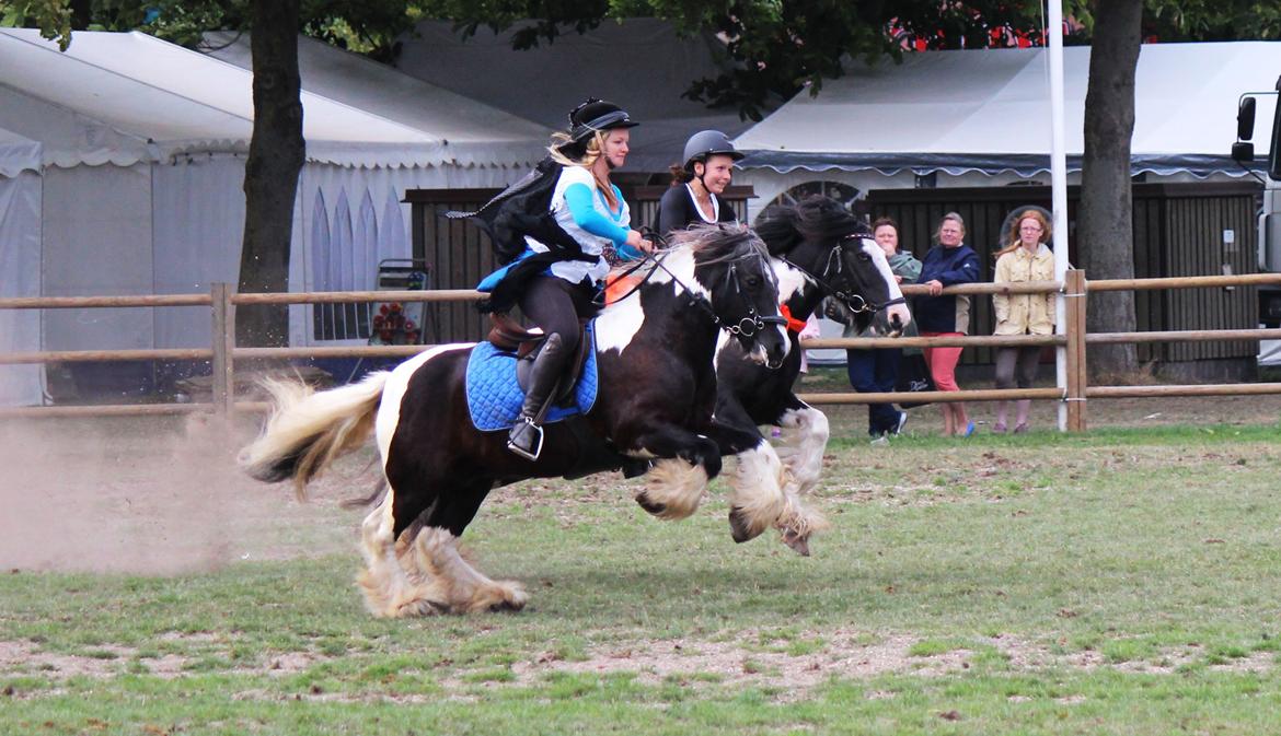 Tinker Tinker - Tarquin [Mors] - Store Hestedag 2013 - Gipsy Days
Vrom Vrom! billede 3