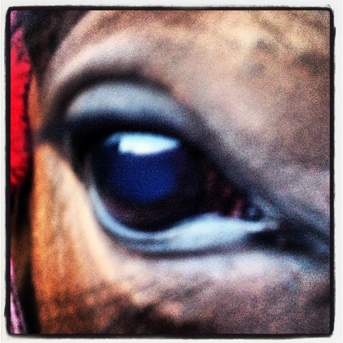 Fuldblod (XX) Dalia - Dalia's smukke øje:-) billede 2