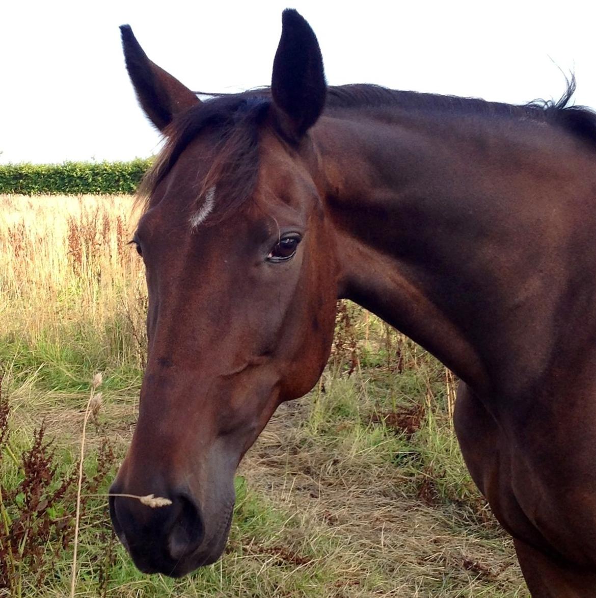 Traver Maja simoni billede 1