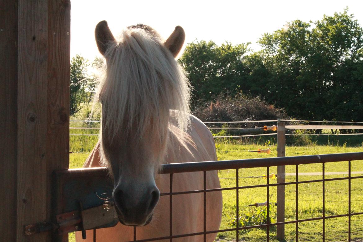 Fjordhest Refstrups Lucinda - Guld hesten en sommeraften -DET ER FORBUDT AT KOPIERE BILLEDERNE! billede 18