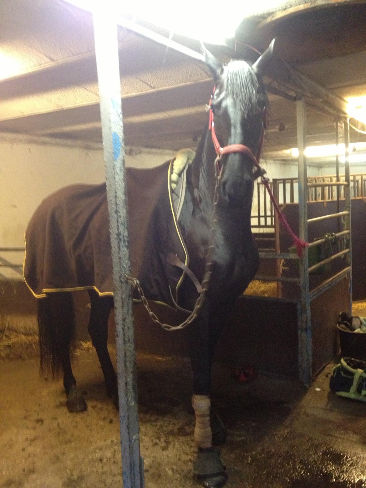 Frieser Beauty billede 19