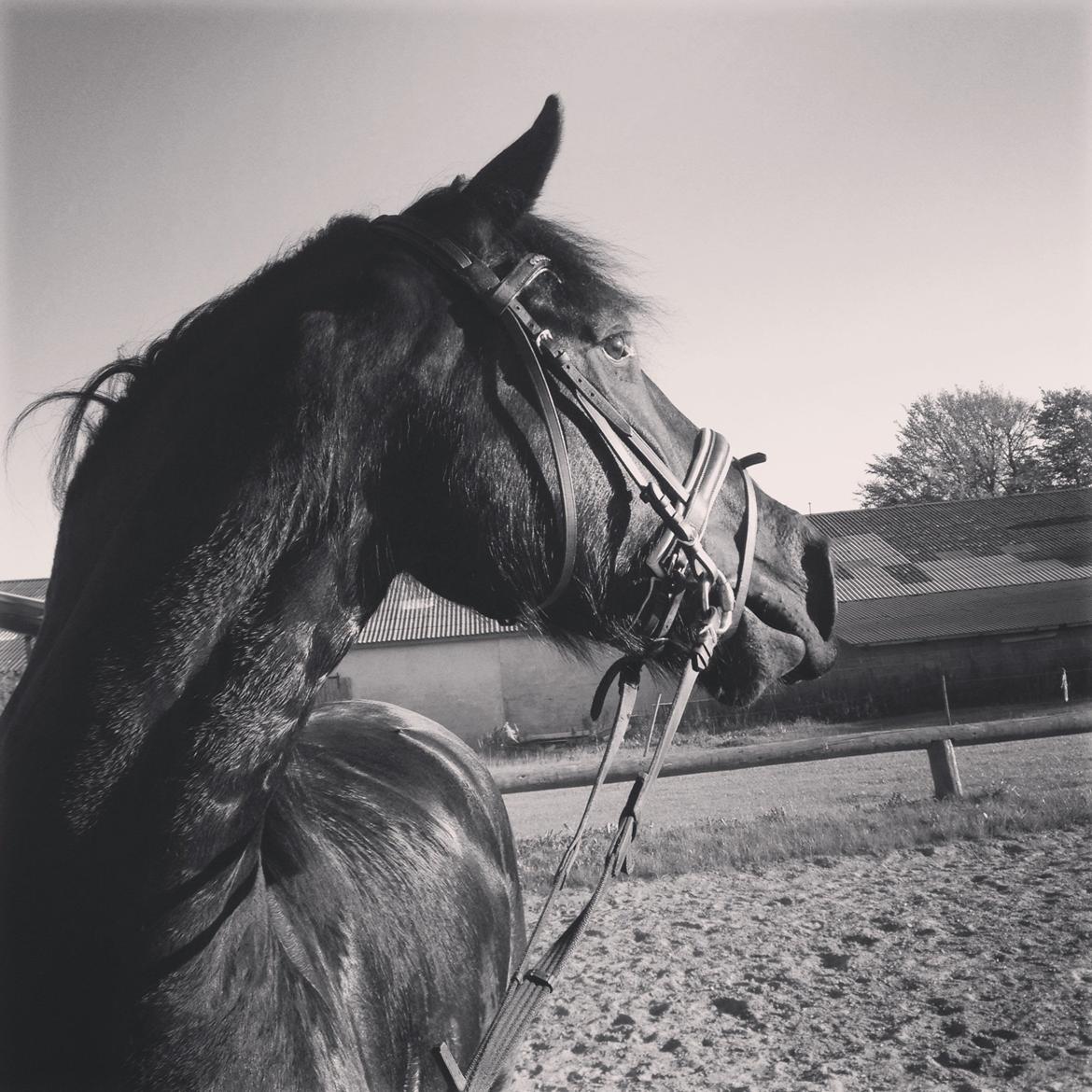 Frieser Beauty billede 20