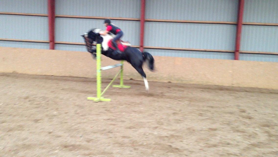 Anden særlig race Boston (en ener) (stjernen)  <3 billede 9