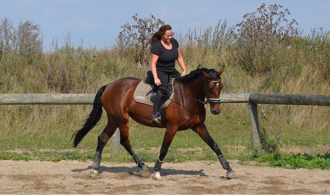 Dansk Varmblod Thorndals Celina billede 14