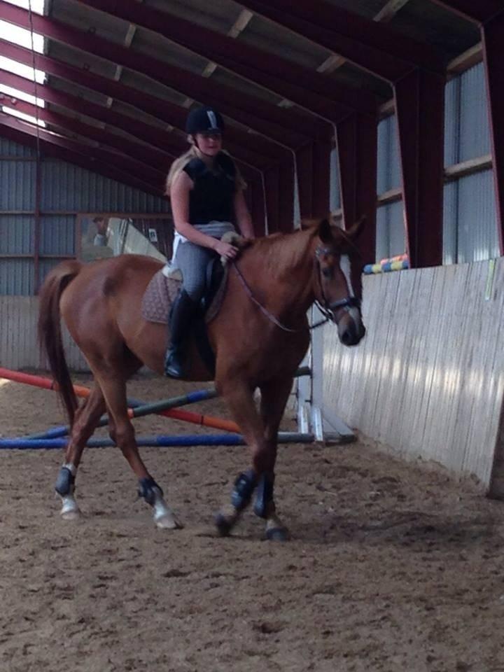 Tysk Varmblod Frohsinn (frø) billede 1