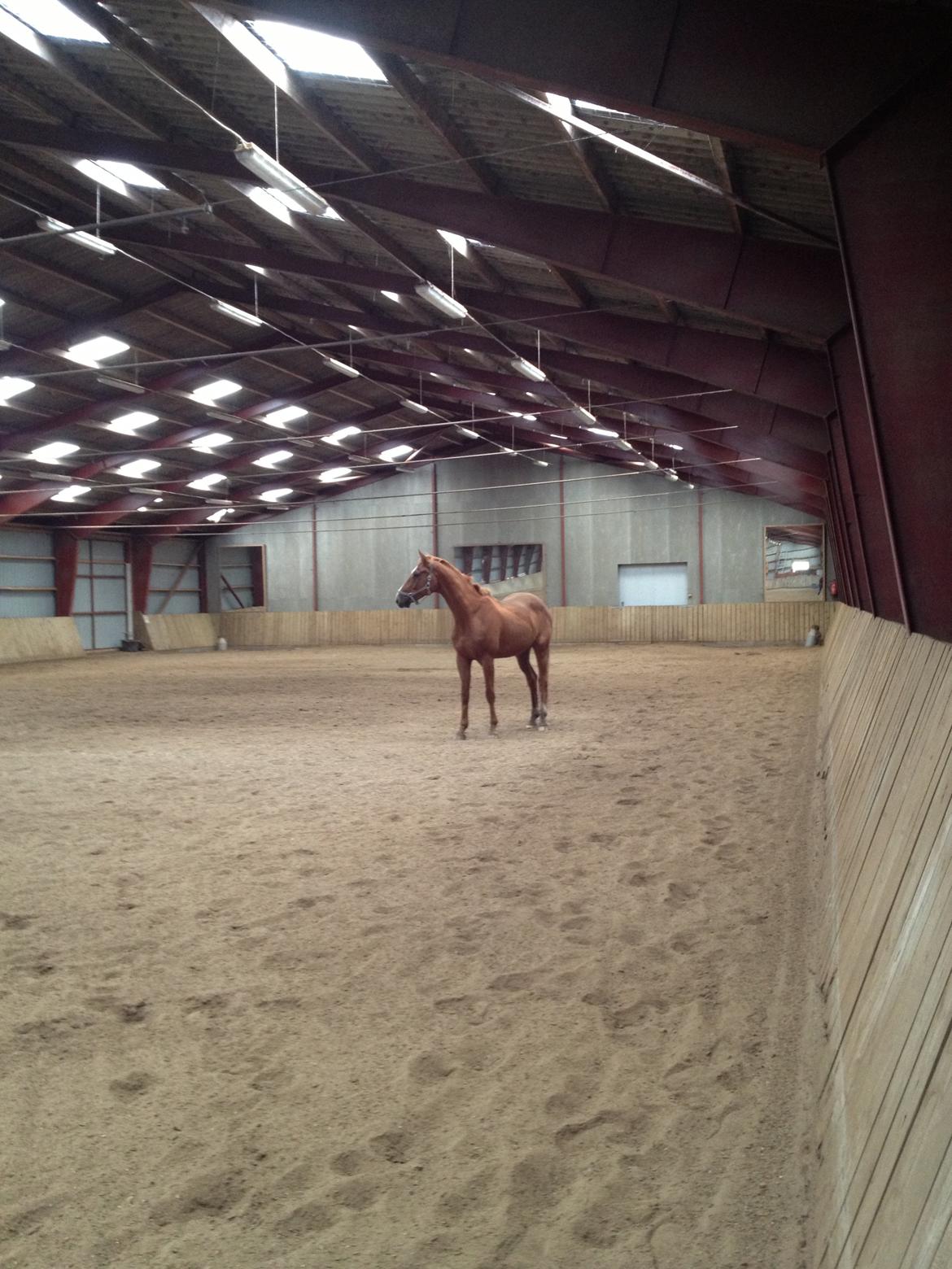 Tysk Varmblod Frohsinn (frø) billede 3