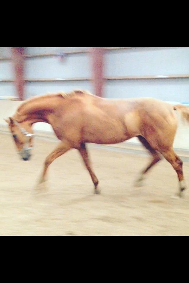 Tysk Varmblod Frohsinn (frø) billede 5