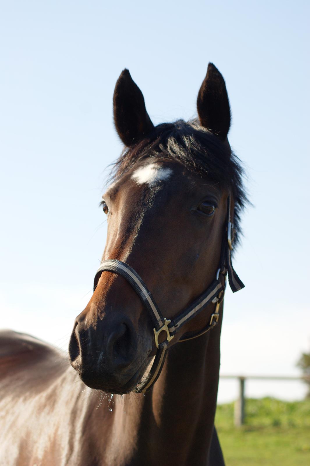 Dansk Varmblod Møllegårds Malou ~RDH~ billede 12