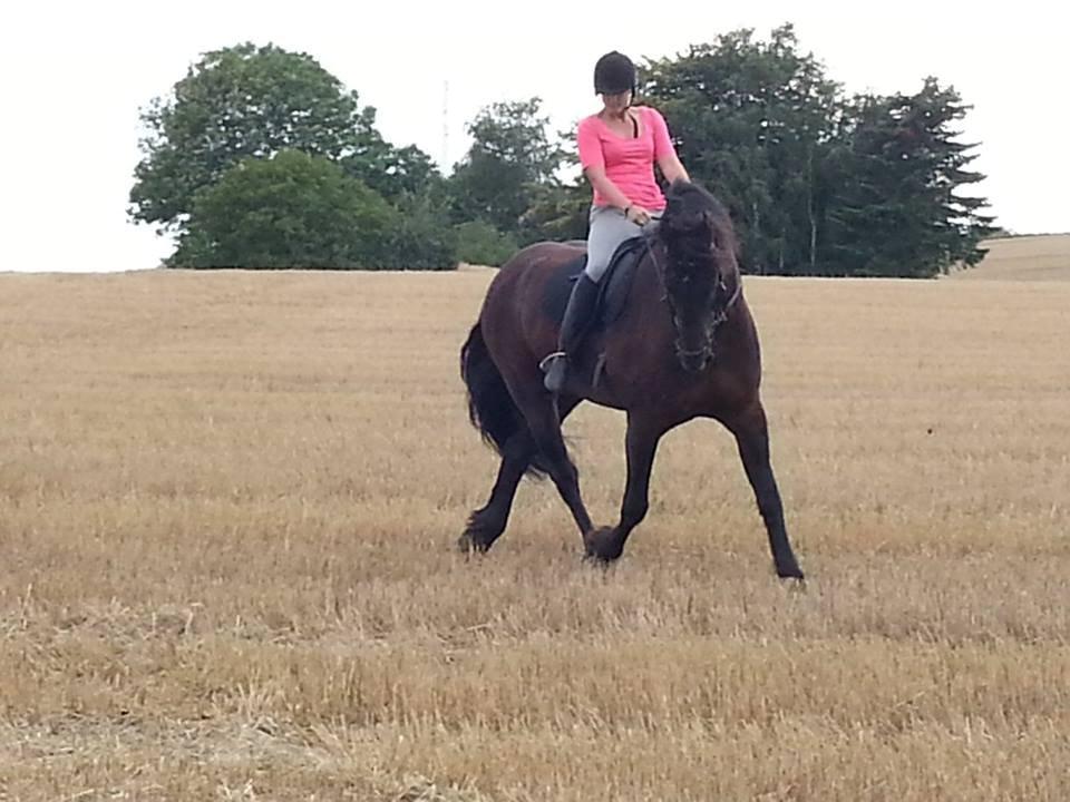 Frieser Branco af Stasevang - Stubmarksdressur, september 2013<3 billede 8