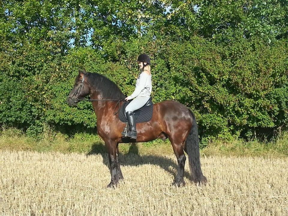 Frieser Branco af Stasevang - Min smukke dreng, og vores yndlingsted - stubmarken<3 billede 2