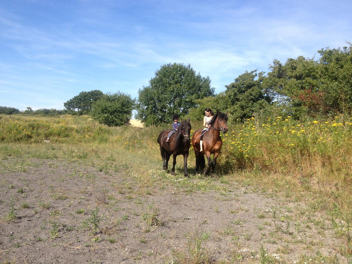 Nordsvensk Skovhest Snøvsen - Rider med min søn, med Snøvsen og frieseren Erna, som er min venindes. billede 4