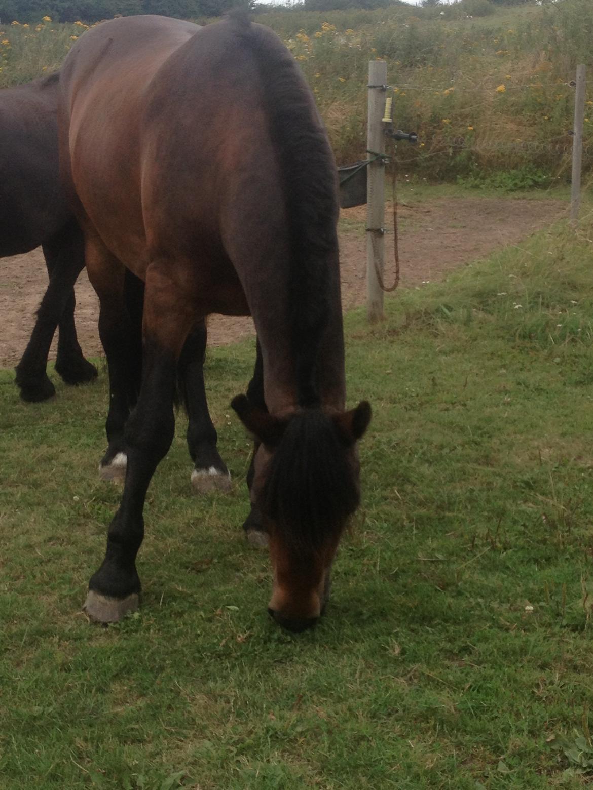 Nordsvensk Skovhest Snøvsen billede 11