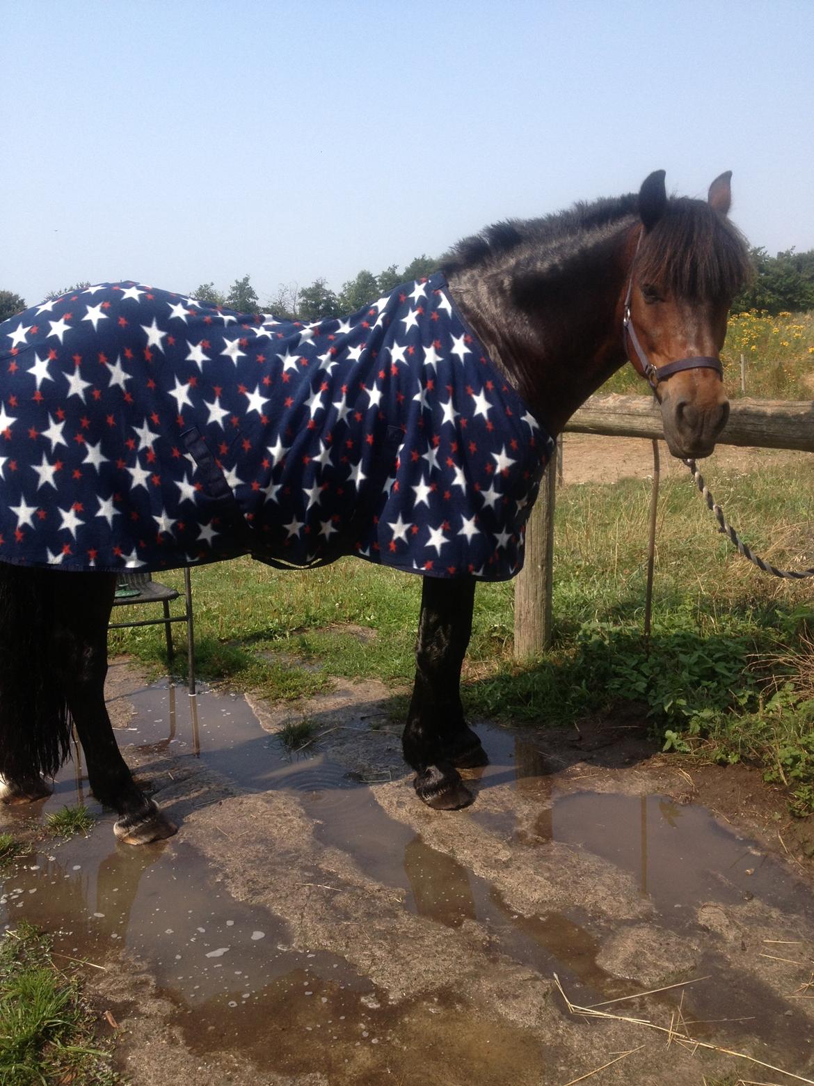 Nordsvensk Skovhest Snøvsen - Har lige fået et bad.. billede 7