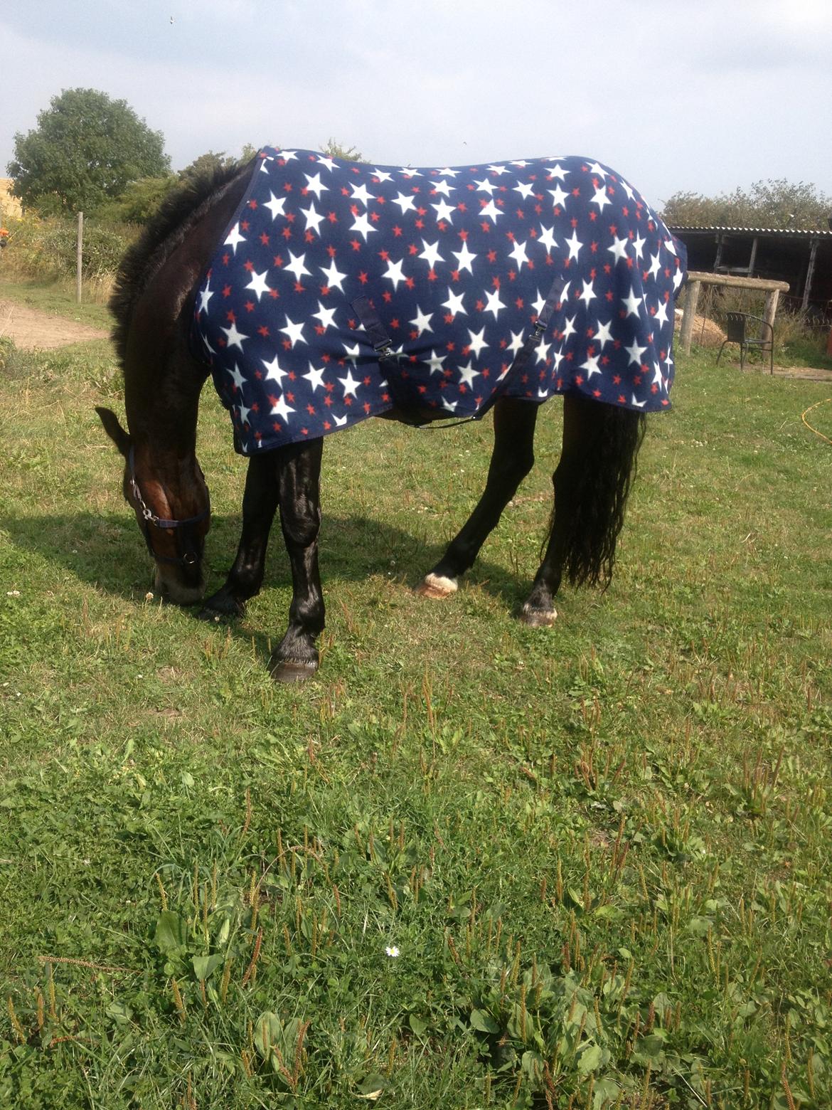 Nordsvensk Skovhest Snøvsen billede 8