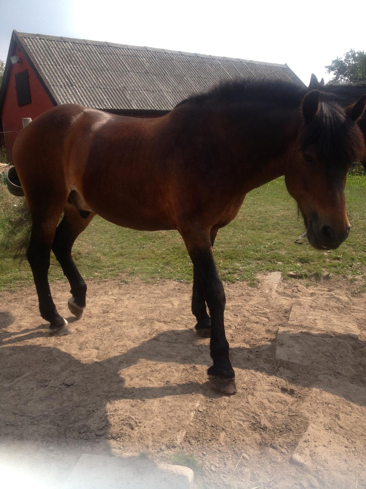 Nordsvensk Skovhest Snøvsen billede 10