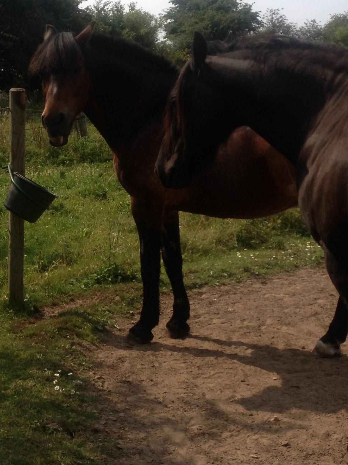 Nordsvensk Skovhest Snøvsen - På Folden billede 9